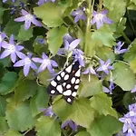 Biba Lubenice