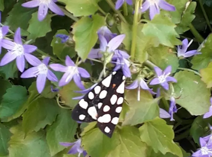 Biba Lubenice